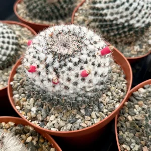 Mammillaria Chionocephala Live Plant - Snowball Cactus - Powder Puff Cactus - 4 inch or 6 inch Pot - Image 3