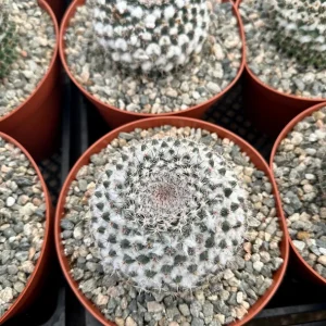 Mammillaria Chionocephala Live Plant - Snowball Cactus - Powder Puff Cactus - 4 inch or 6 inch Pot - Image 4