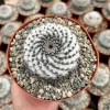 Mammillaria Chionocephala Live Plant - Snowball Cactus - Powder Puff Cactus - 4 inch or 6 inch Pot - Image 1
