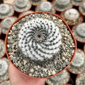 Mammillaria Chionocephala Live Plant - Snowball Cactus - Powder Puff Cactus - 4 inch or 6 inch Pot - Image 1