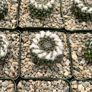 Mammillaria Chionocephala Live Plant - Snowball Cactus - Powder Puff Cactus - 4 inch or 6 inch Pot - Image 5