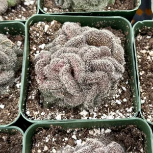 Mammillaria Cristata Brain Cactus Live Plant - Crested Succulent, 4" Pot - Image 2