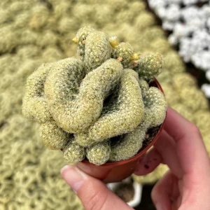 Mammillaria Cristata Brain Cactus Live Plant - Crested Succulent, 4