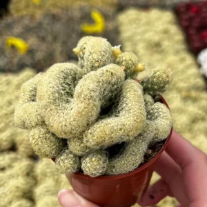 Mammillaria Cristata Brain Cactus Live Plant - Crested Succulent, 4