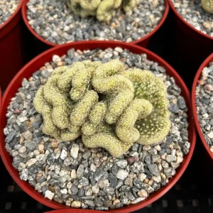 Mammillaria Cristata Brain Cactus Live Plant - Crested Succulent, 4
