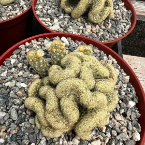 Mammillaria Cristata Brain Cactus Live Plant - Crested Succulent, 4