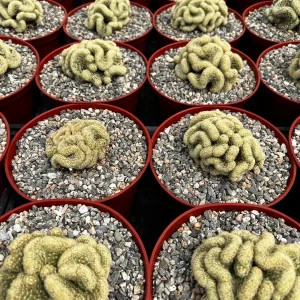 Mammillaria Cristata Brain Cactus Live Plant - Crested Succulent, 4