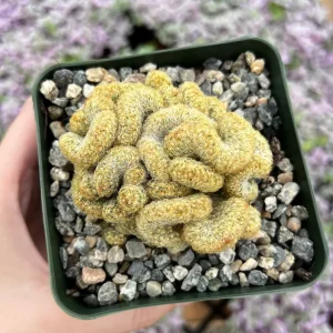 Mammillaria Cristata Brain Cactus Live Plant - Crested Succulent, 4" Pot - Image 1