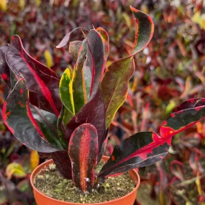 Mammy Croton Live Plant - Codiaeum Variegatum - Colorful Foliage - 4 Inch Pot - Image 2