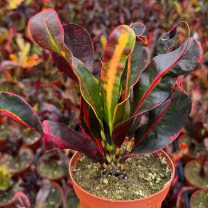 Mammy Croton Live Plant - Codiaeum Variegatum - Colorful Foliage - 4 Inch Pot - Image 3