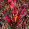 Mammy Croton Live Plant - Codiaeum Variegatum - Colorful Foliage - 4 Inch Pot - Image 1