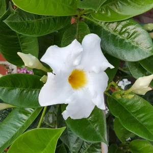 Mandevilla Live Plant - Bride's Cascade White Rocktrumpet Vine 5-9