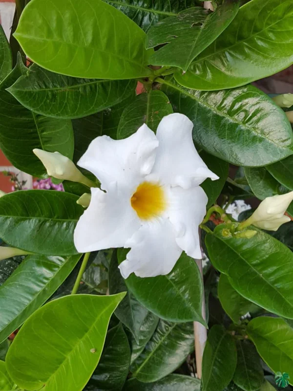 Mandevilla Live Plant - Bride's Cascade White Rocktrumpet Vine 5-9" Tall - 2 Pack - Image 2