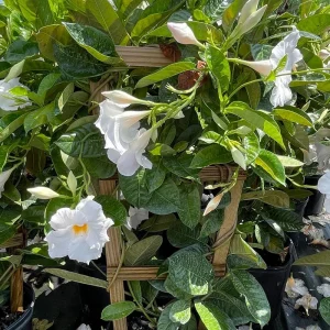 Mandevilla Live Plant - Bride's Cascade White Rocktrumpet Vine 5-9
