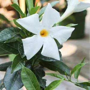 Mandevilla Live Plant - Bride's Cascade White Rocktrumpet Vine 5-9