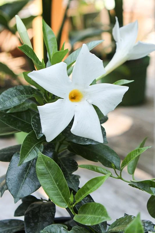 Mandevilla Live Plant - Bride's Cascade White Rocktrumpet Vine 5-9" Tall - 2 Pack - Image 4