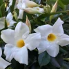 Mandevilla Live Plant - Bride's Cascade White Rocktrumpet Vine 5-9" Tall - 2 Pack - Image 1