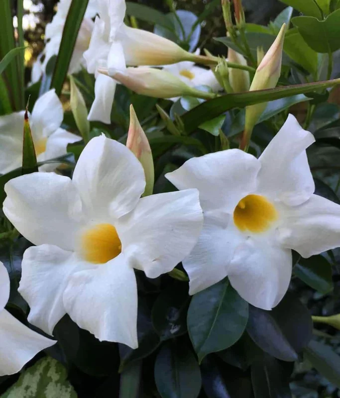 Mandevilla Live Plant - Bride's Cascade White Rocktrumpet Vine 5-9" Tall - 2 Pack - Image 1