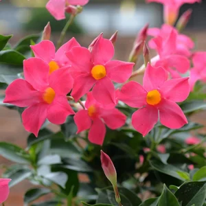 Mandevilla Pink Fury Live Plant - 2 Pack, 5-9" Hot Pink Rocktrumpet Vine - Image 2