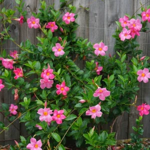 Mandevilla Pink Fury Live Plant - 2 Pack, 5-9