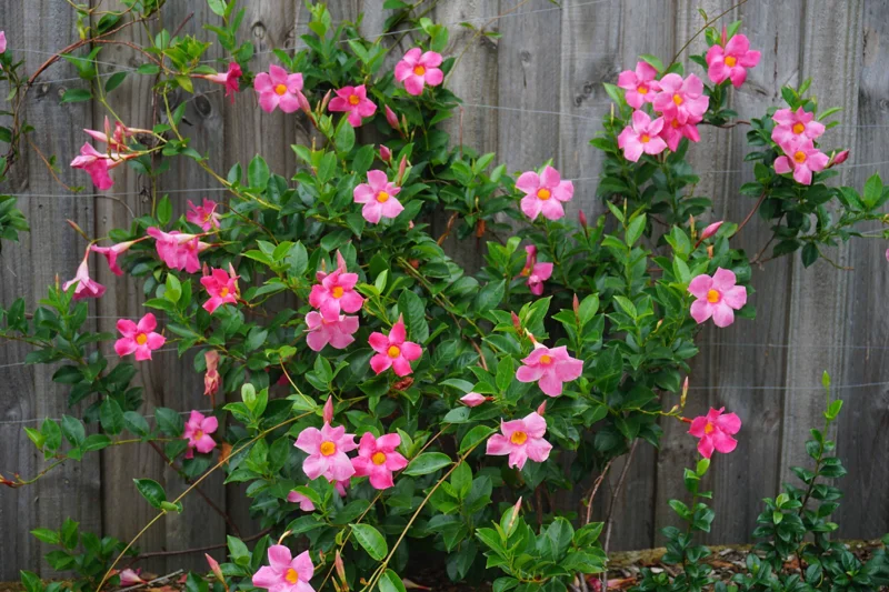 Mandevilla Pink Fury Live Plant - 2 Pack, 5-9" Hot Pink Rocktrumpet Vine - Image 3