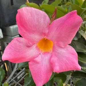 Mandevilla Pink Fury Live Plant - 2 Pack, 5-9
