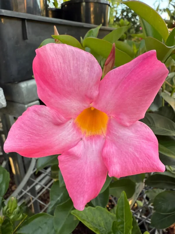 Mandevilla Pink Fury Live Plant - 2 Pack, 5-9" Hot Pink Rocktrumpet Vine - Image 4