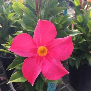 Mandevilla Pink Fury Live Plant - 2 Pack, 5-9