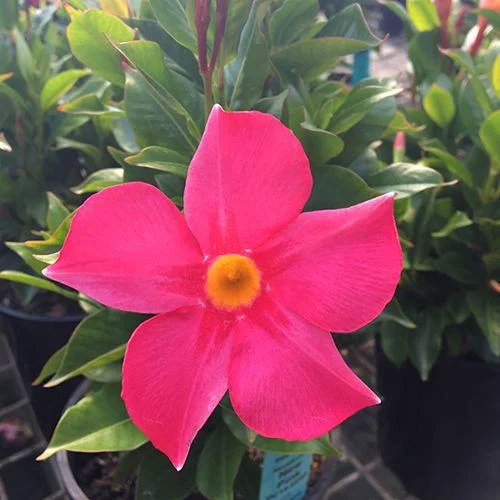 Mandevilla Pink Fury Live Plant - 2 Pack, 5-9" Hot Pink Rocktrumpet Vine - Image 5