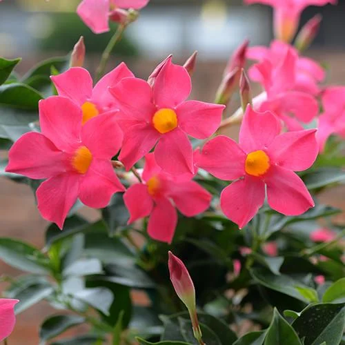 Mandevilla Pink Fury Live Plant - 2 Pack, 5-9" Hot Pink Rocktrumpet Vine - Image 6