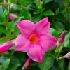 Mandevilla Pink Fury Live Plant - 2 Pack, 5-9" Hot Pink Rocktrumpet Vine - Image 1