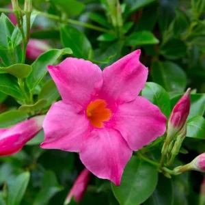 Mandevilla Pink Fury Live Plant - 2 Pack, 5-9" Hot Pink Rocktrumpet Vine - Image 1