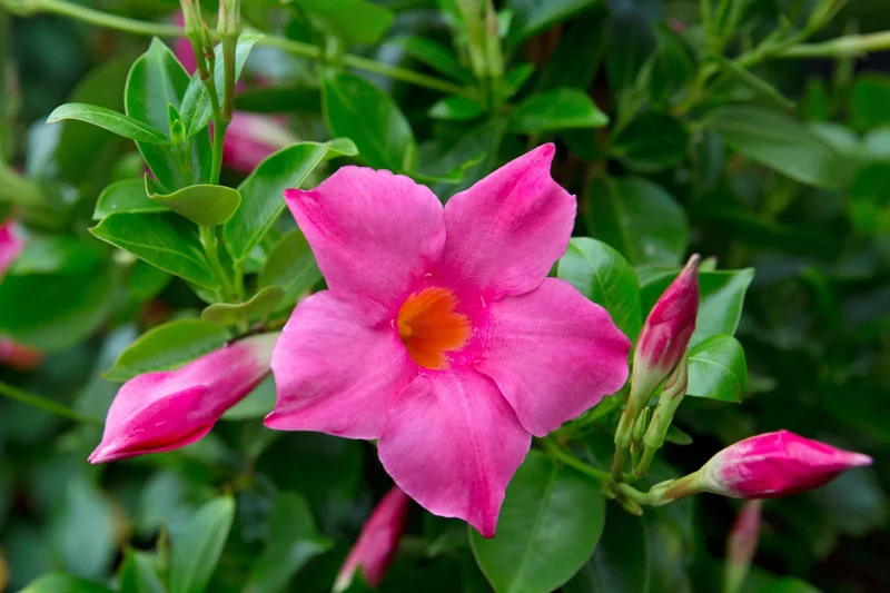 Mandevilla Pink Fury Live Plant - 2 Pack, 5-9" Hot Pink Rocktrumpet Vine - Image 1