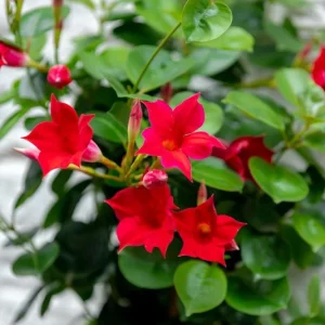 Mandevilla Red Fury Live Plant 5-9