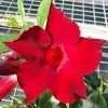 Mandevilla Red Fury Live Plant 5-9" Tall - Deep Crimson Rocktrumpet Vine 2-Pack - Image 1