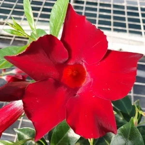 Mandevilla Red Fury Live Plant 5-9