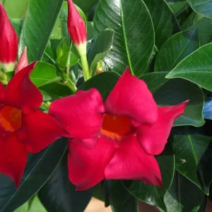 Mandevilla Red Fury Live Plant 5-9