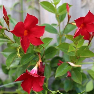 Mandevilla Red Fury Live Plant 5-9
