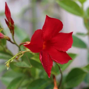 Mandevilla Red Fury Live Plant 5-9