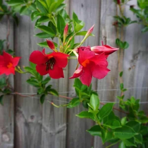 Mandevilla Red Fury Live Plant 5-9