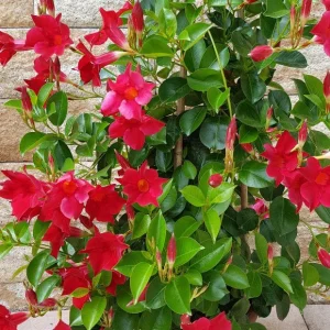 Mandevilla Red Fury Live Plant 5-9