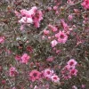 Manuka Tea Tree Live Plant - 4" Pot Starter - Culinary & Medicinal Uses - Image 1