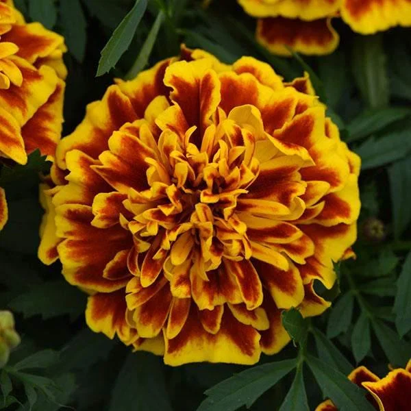 Marigold Live Plant Seedling Plug - Well-Rooted, Ready to Transplant - Image 2