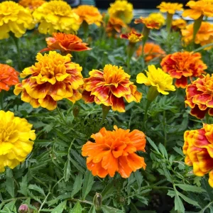 Marigold Live Plant Seedling Plug - Well-Rooted, Ready to Transplant - Image 3