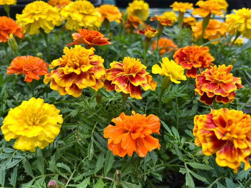 Marigold Live Plant Seedling Plug - Well-Rooted, Ready to Transplant - Image 3
