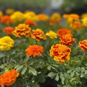 Marigold Live Plant Seedling Plug - Well-Rooted, Ready to Transplant - Image 1