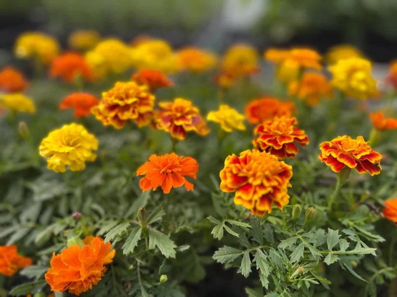 Marigold Live Plant Seedling Plug - Well-Rooted, Ready to Transplant - Image 1