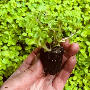 Marjoram Live Herb Plant Starter - Mediterranean Culinary Origanum majorana - Image 2