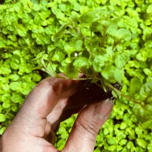Marjoram Live Herb Plant Starter - Mediterranean Culinary Origanum majorana - Image 4