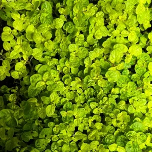 Marjoram Live Herb Plant Starter - Mediterranean Culinary Origanum majorana - Image 5